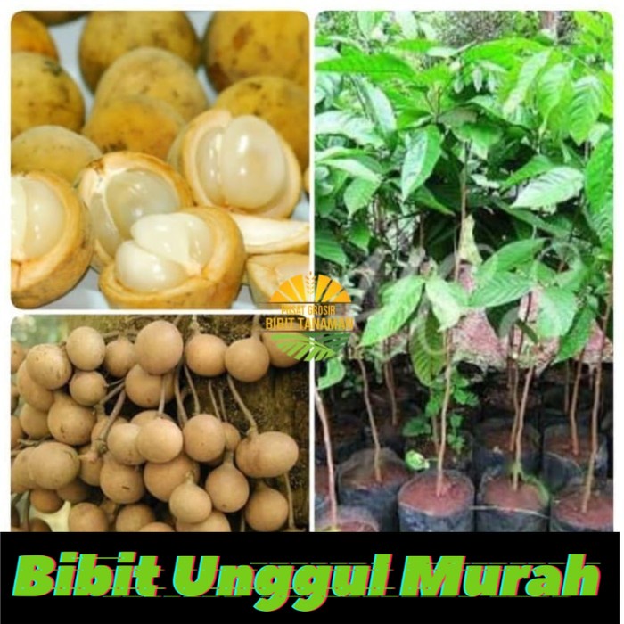 Bibit buah Duku Palembang unggul berkualitas hasil okulasi