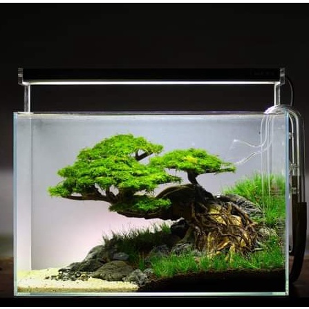 BONSAI AQUASCAPE POHON BONSAI AQUASCAPE SIZE L 25-30CM MURAH