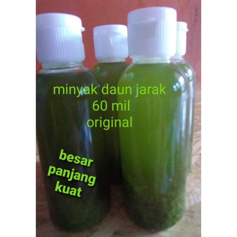 minyak herbal daun jarak BELI 3 BONUS 1