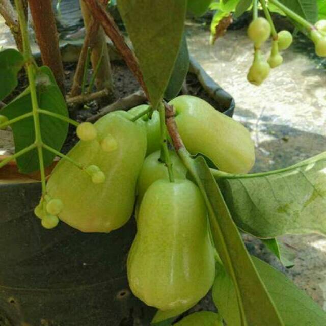 Bibit Jambu Air Madu Deli Hijau Okulasi Cepat Berbuah (Jaminan Original)