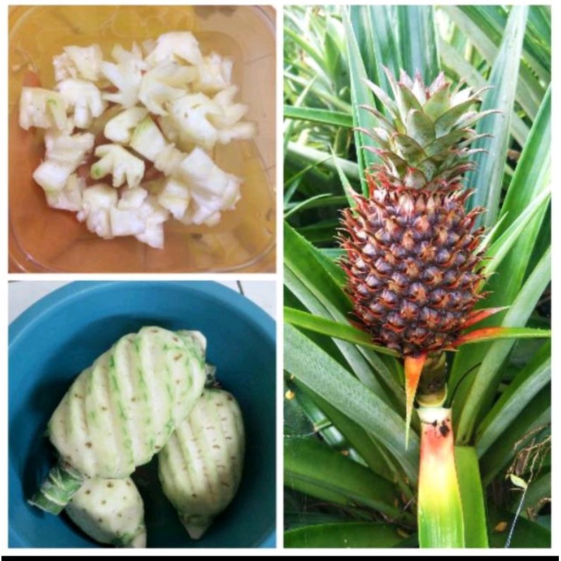 

NANAS MUDA PELANCAR HAID <> HERBAL