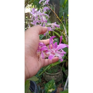 tanaman hias anggrek keiki superbiens