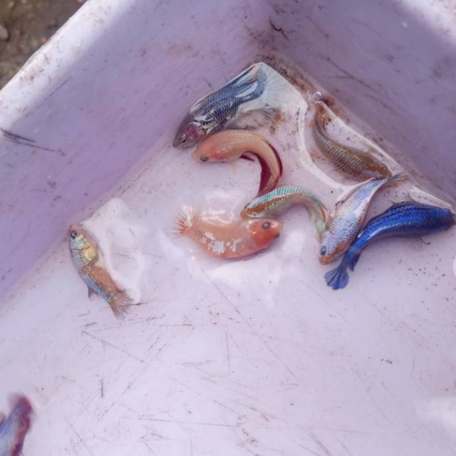 Ikan cupang baby giant female