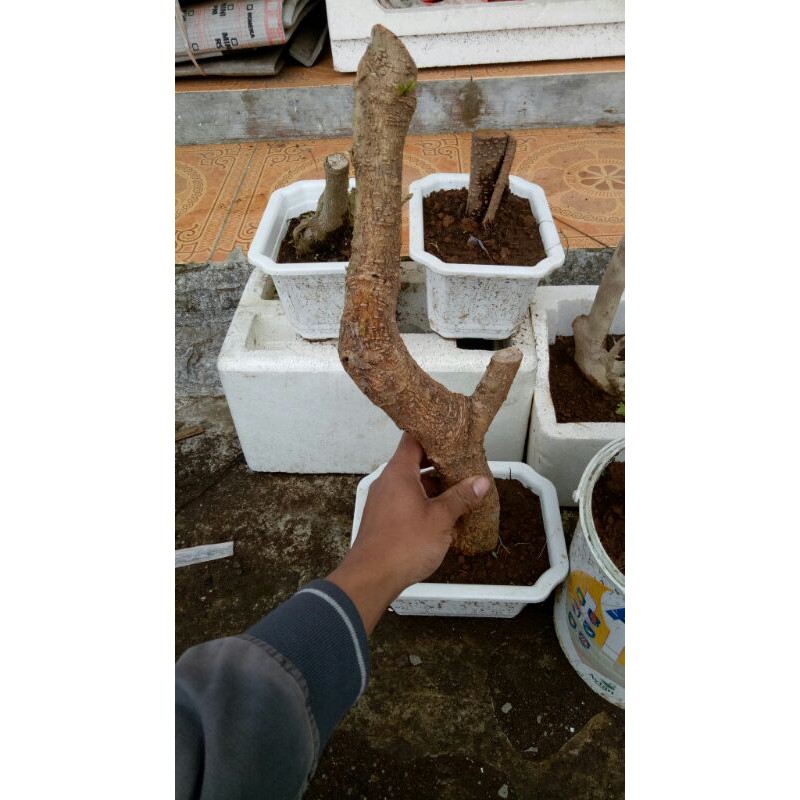 TERBARU dongkelan bahan bonsai murbei/morbei sudah trubus