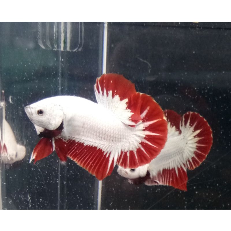 cupang red dragon snow ajiib