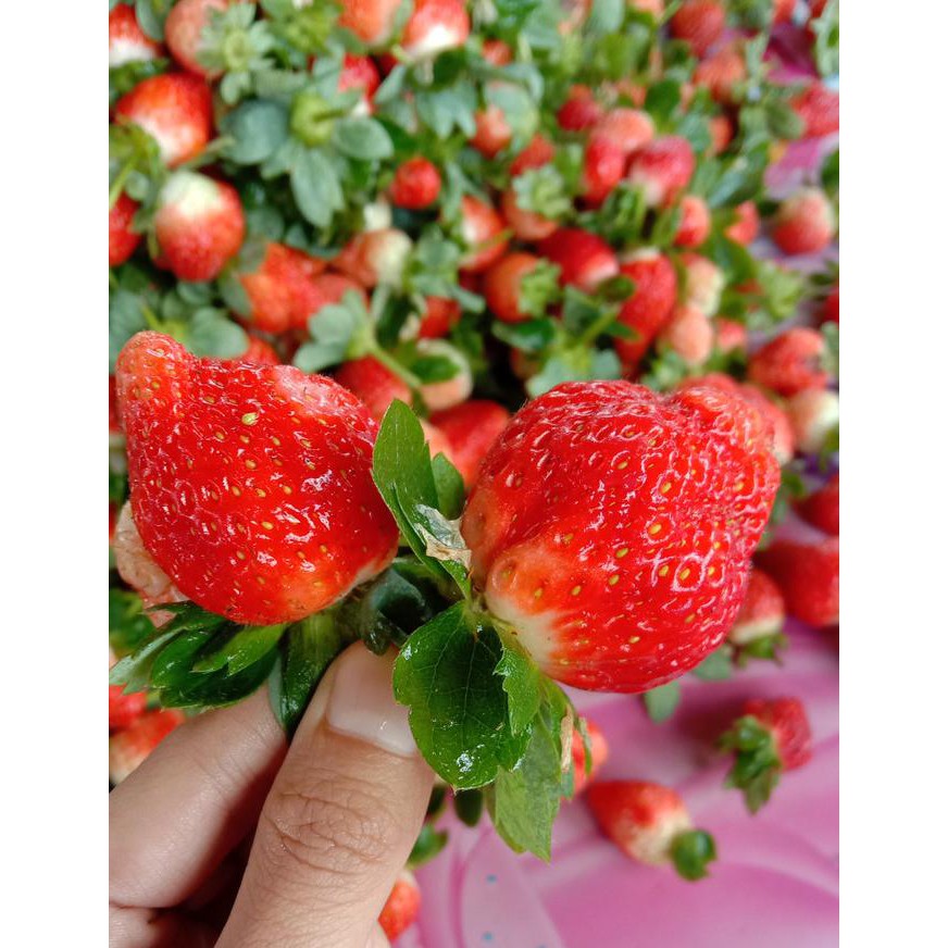 

SAYUR & BUAH BUAH STRAWBERRIES GRADE A MAKANAN & MINUMAN