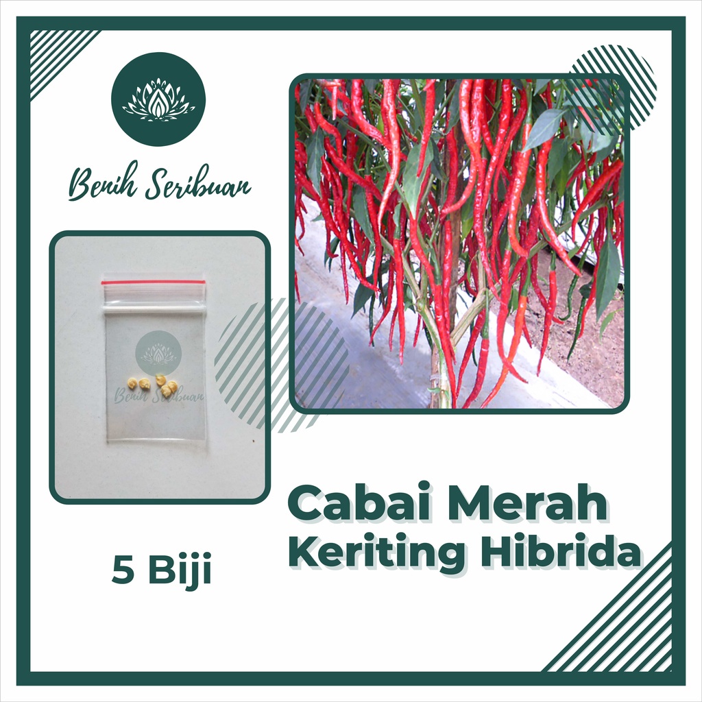 BS-BYL Bibit Sayuran Benih Sayur Buah Hibrida Unggul Buncis Cabe Rawit Bawang Jagung Kacang Lobak Pare Oyong Timun Terong Tomat Wortel dll-CM KERITING HIBRIDA