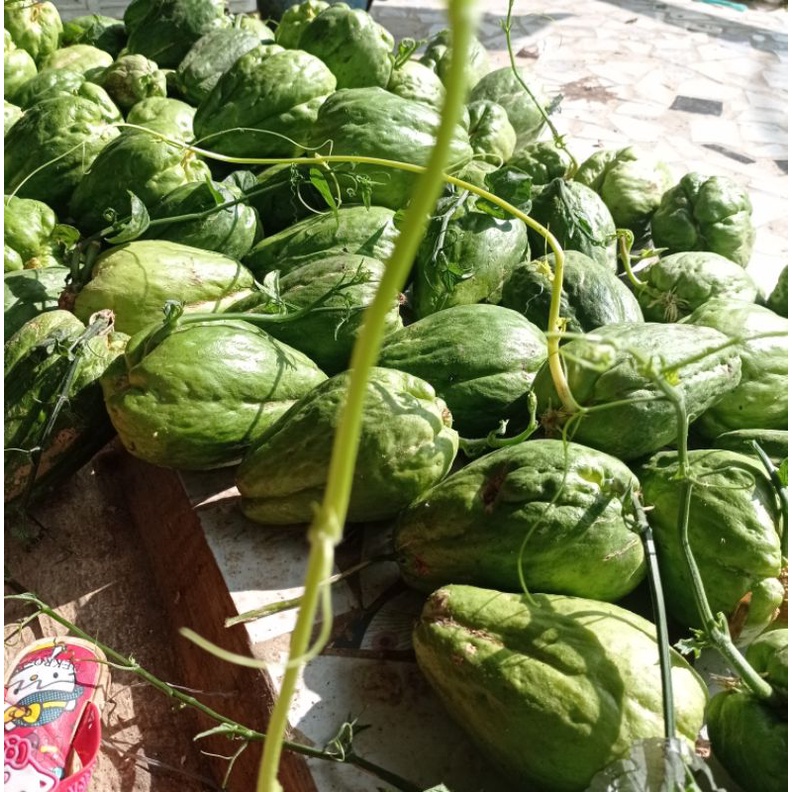 Bibit labu jipang-bibit labu siam pres 4 buah