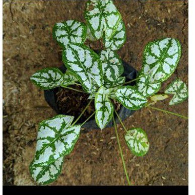 tanaman hias keladi mini - keladi mutiara