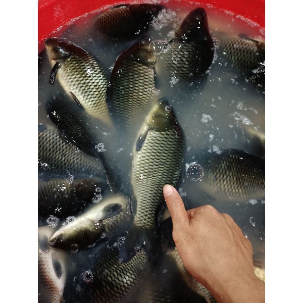 

ikan mas segar ikan air tawar 1kg