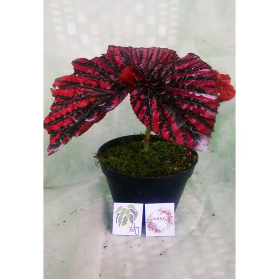 begonia rex walet