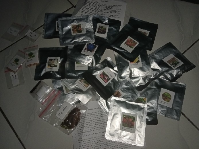 Biji Tanaman Anti Nyamuk Mosquito Repelling Grass