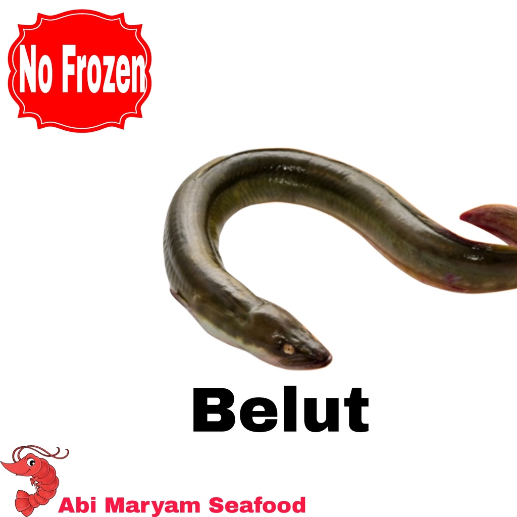 Belut Hidup / Belut Sawah Jumbo Fresh Berkualitas 1kg