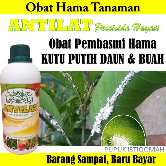 Jual Antilat Obat Pembasmi Hama Kutu Putih Pada Buah Daun Antilat Pestisida Nabati Obat Hama