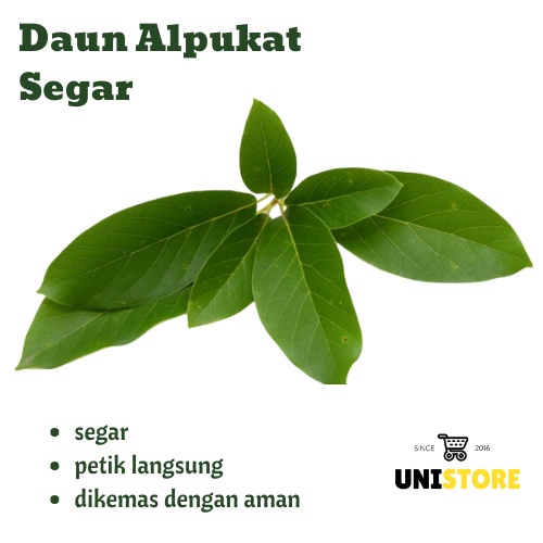

DAUN ALPUKAT SEGAR 1kg [ FRESH PRODUK ]