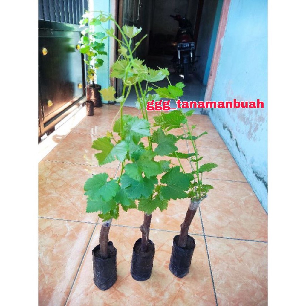 Bibit Anggur Import Angelica Super Asli Grafting