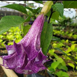 tanaman obat kecubung ungu / bunga terompet ungu