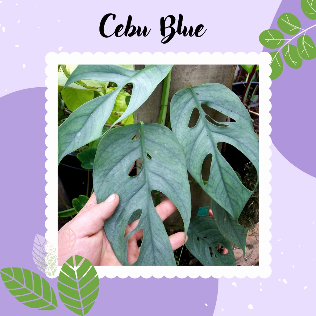 TANAMAN HIAS CEBU BLUE EPIPREMNUM PINATUM EPIPREMNUM CEBU BLUE