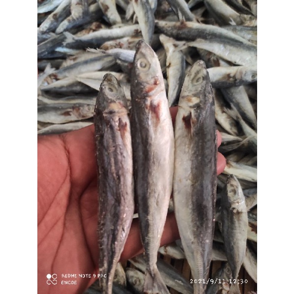 

ikan layang asin 500Gram kualitas premium