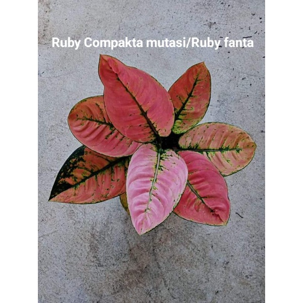 aglonema murah (Aglaonema Ruby Compakta/Aglaonema Ruby fanta) daun 4-5