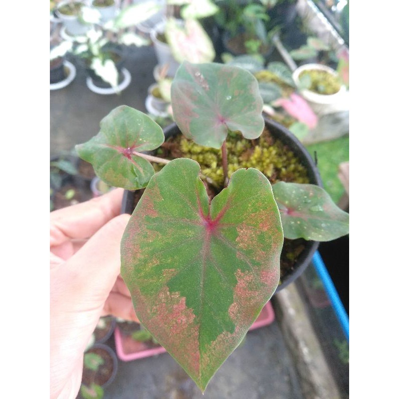 Keladi Caladium Hanoman Obong