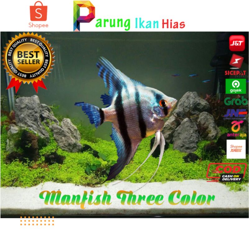 IKAN HIAS MANFISH 3 COLOR