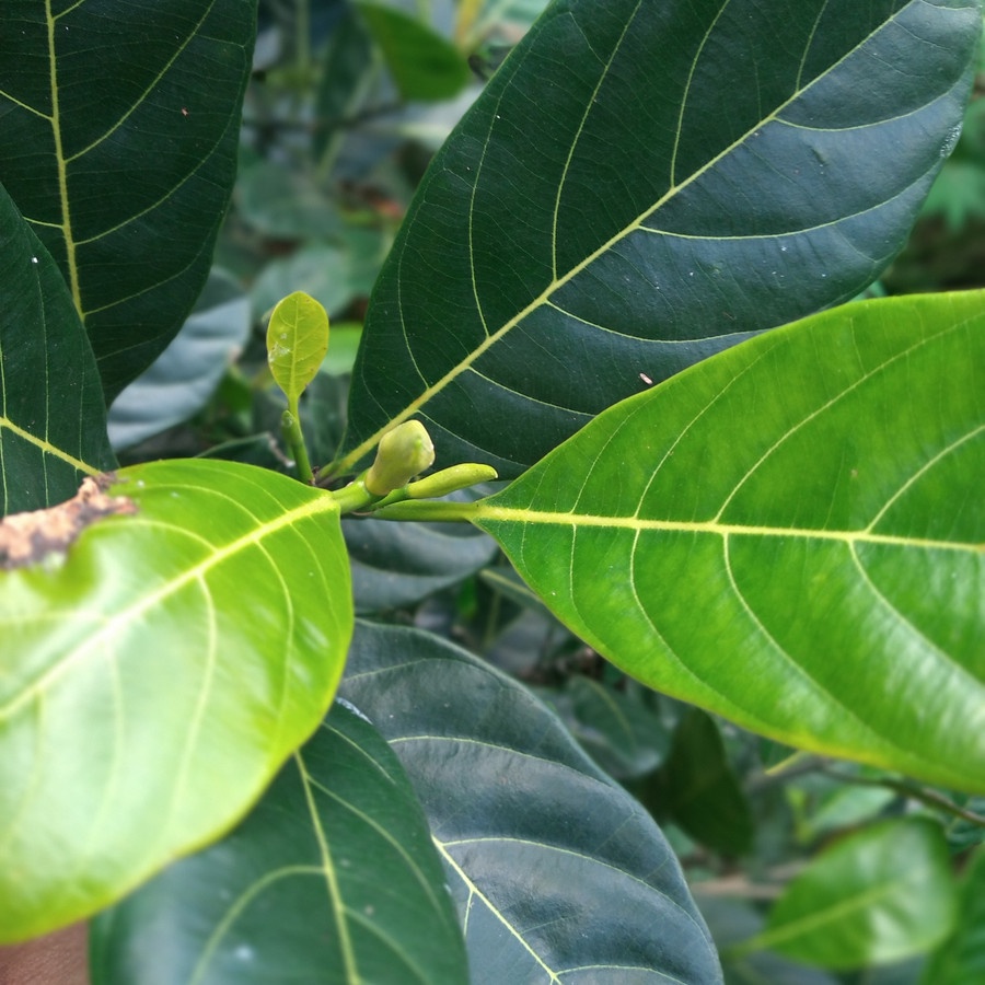 

[PROMO] Daun Nangka Segar 100gram