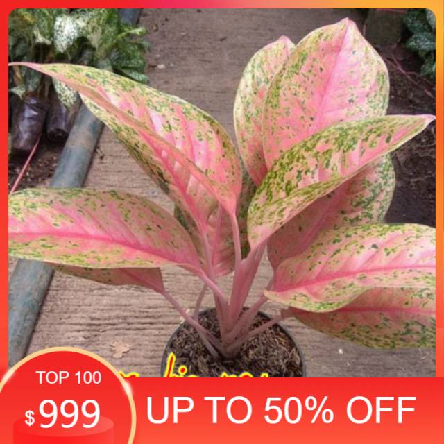 aglonema big roy rimbun/ big roy indukan/big roy berkwalitas / pusat aglonema