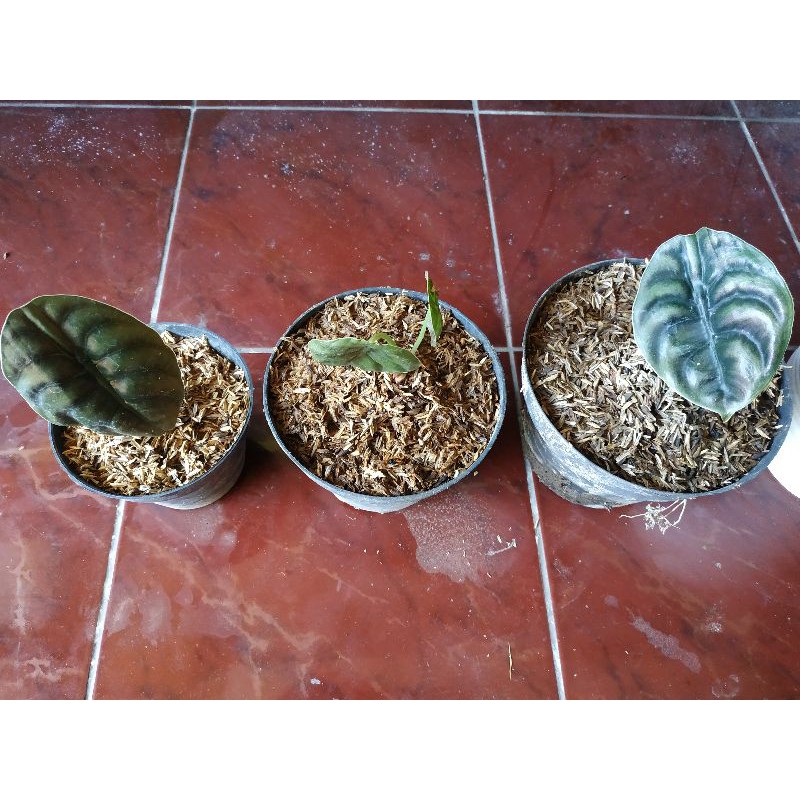 Bibit/ anakan keladi tengkorak hitam