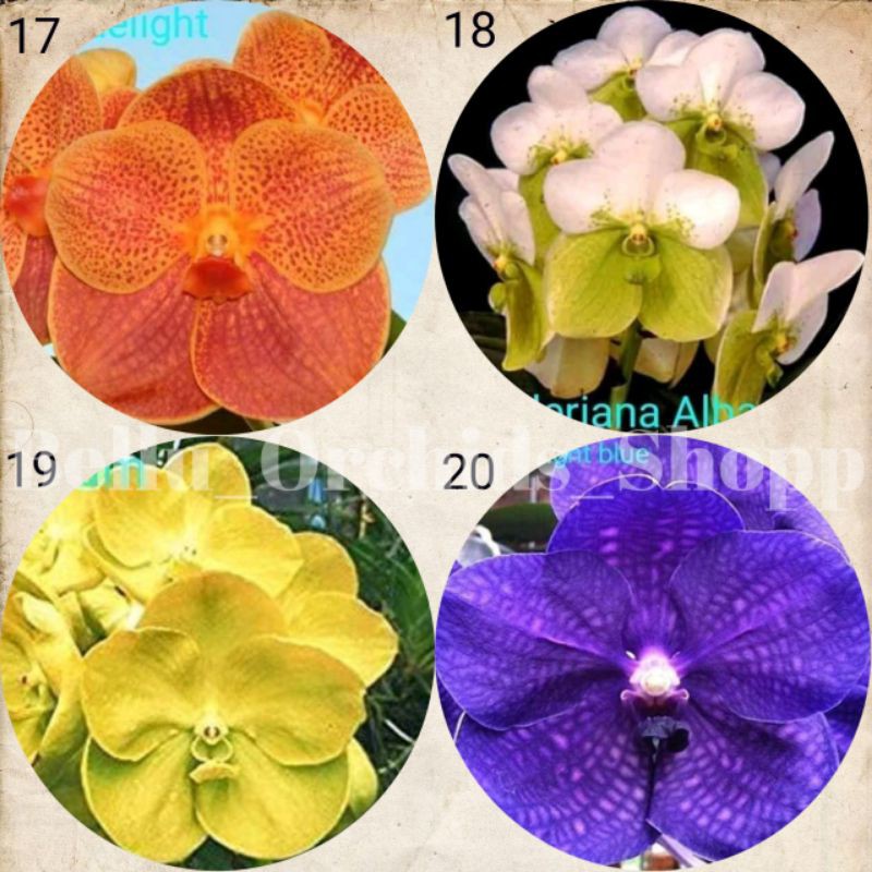 Bibit Bunga Anggrek Vanda/ Seedling Vanda