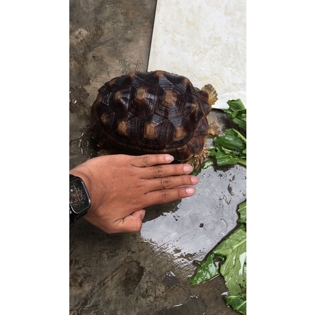 hiasan kura kura sulcata 25cm nego