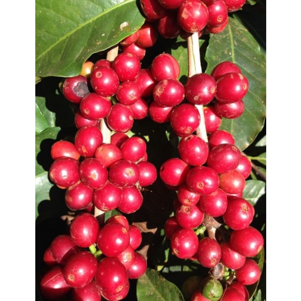 

buah kopi arabika super kopi murni