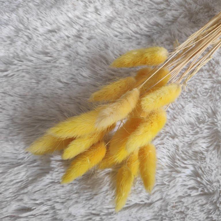  Bunga  Lagurus Ovatus Kering Bunny  Tail Dried Flower 