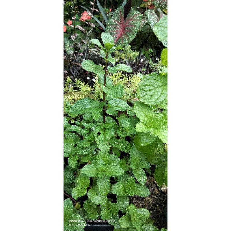 Tanaman hias daun mint