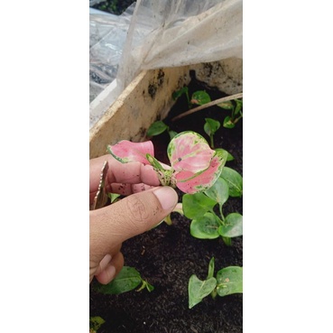 Baby aglonema Suksom jaipong-Anakan suksom Size S