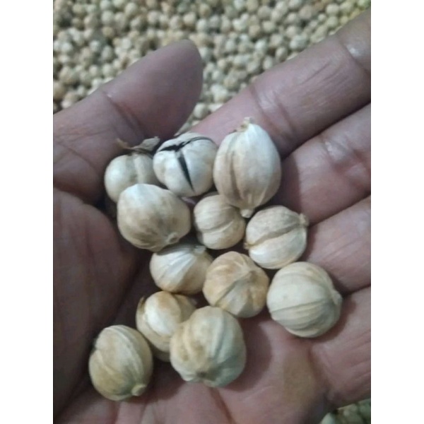 

1 KG KAPULAGA KERING SUPER UNGGUL ORGANIK QUALITY