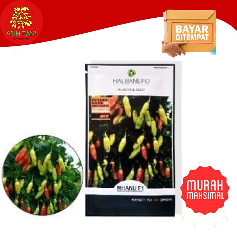 Benih Cabai Varietas Mhanu Prayit Mhanu F1
