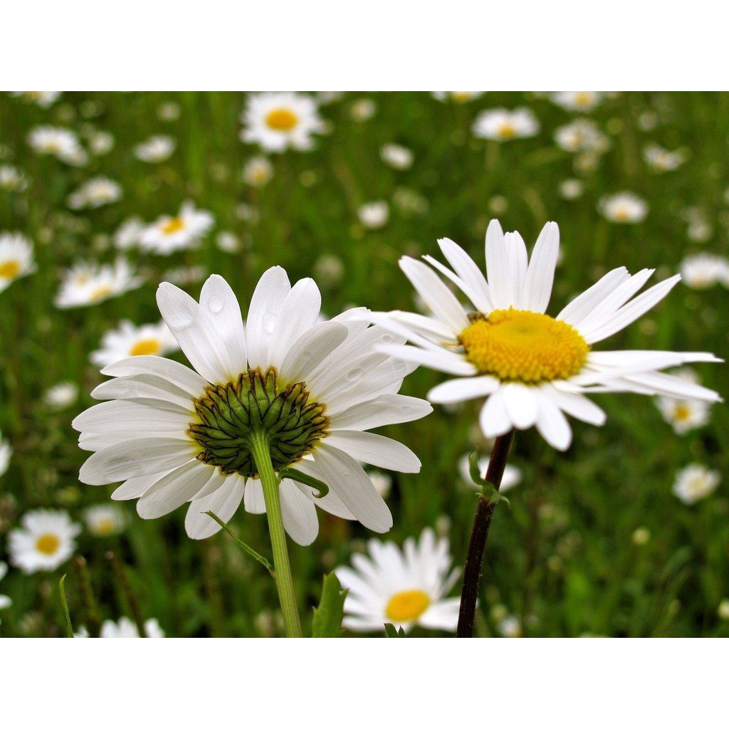 Benih Bibit Biji - Bunga Chrysanthemum Moon Daisy Krisan Putih Flower Seeds - IMPORT