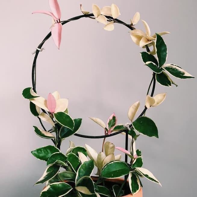 ✴➛ Loop Planters - 20cm Rambatan Besi Media Rambat Tanaman Dekorasi Bunga ★★★ 0IB