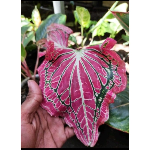 tanaman hiasKeladi Wayang Remaja