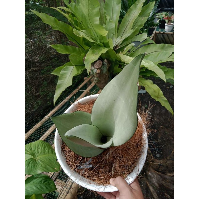 SANSIVERA MOONLIGHT - moonshine - sansivera- tanaman sansivera Mini