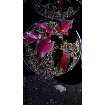 Tanaman Hias Keladi Anggur Merah/Caladium Anggur merah