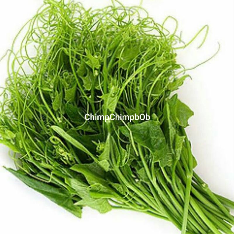 

PUCUK LABU SAYUR SEGAR 500 Gram