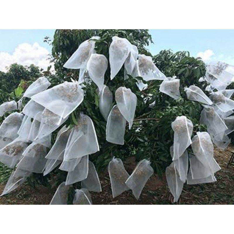 BRONGSONG BUAH KELENGKENG JAMBU ANTI JAMUR