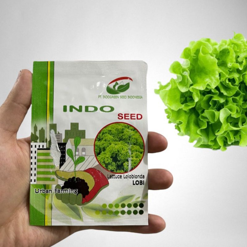 Indo seed Enza lettuce lolobionda lobi 1 gr selada keriting hijau