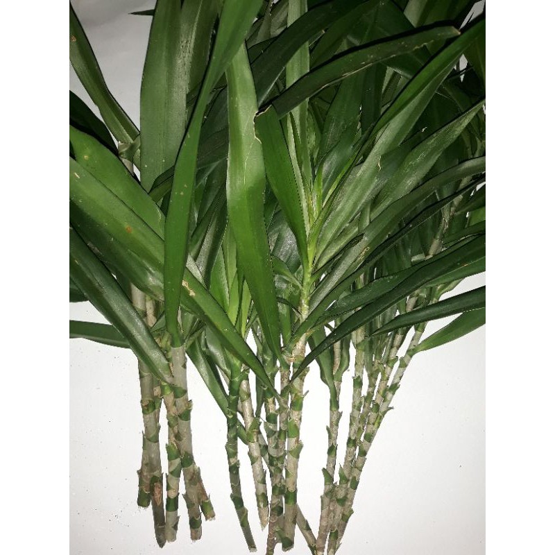 Bibit daun suji siap tanam | pandan betawi/pandan suji