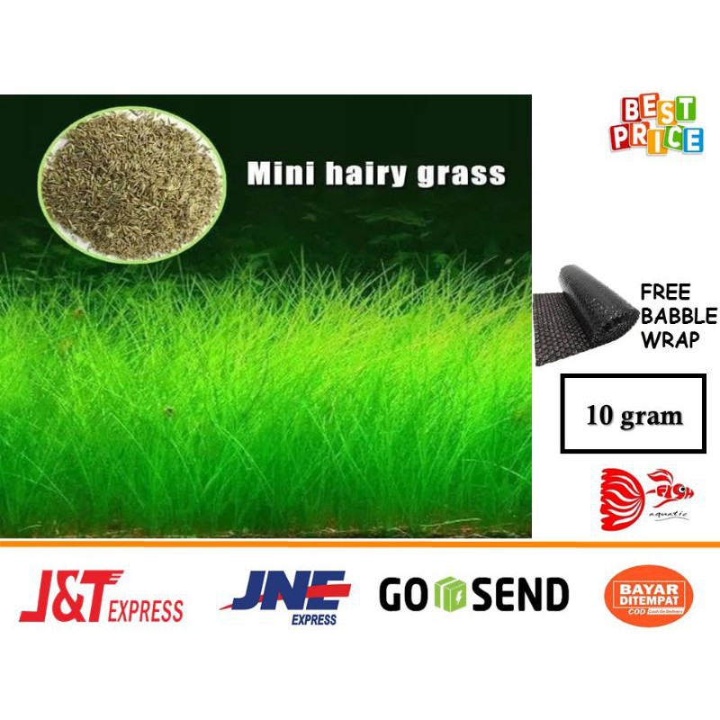 Vina Aquatic_ Carpet Seed Hairy Grass / Rumput Dasar Aquascape 1pcs