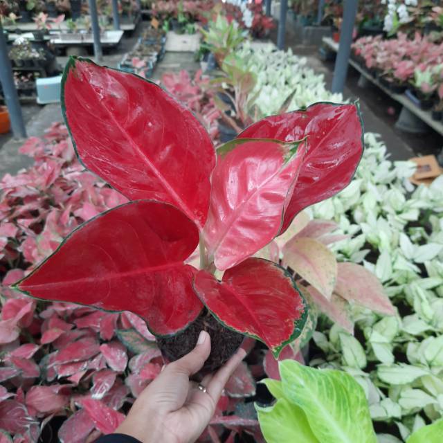 Aglonema Suksom Jaipong/Suksom Jaipong/Tanaman Hias/Aglaonema/red anjamani