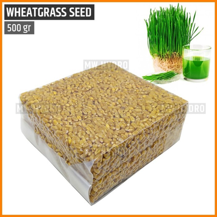 Benih Wheat Grass / Wheatgrass Seed / Biji Rumput Gandum - 500 gram