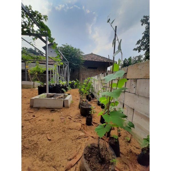 

Bibit Anggur Impor Nizina